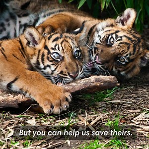 873 reactions · 121 shares | No one saved the Balinese or Javan tigers from extinction, but there is still time to save the Sumatran tiger. Please, be 1 of 400 to donate to protect the rainforest homes of the last 400 wild Sumatran tigers. | Rainforest Action Network - RAN | Facebook