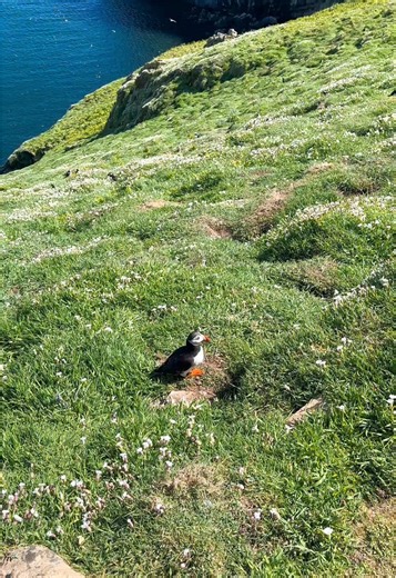 Discover Skomer Island's Spring Wildlife Wonders