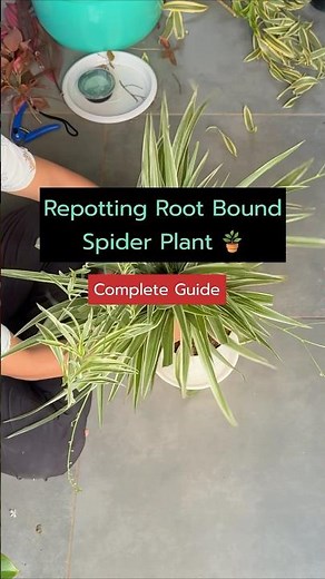 Repotting Spider Plant | Easy Fix for Root Bound Plants 🌿 #garden #plantsofindia #plants