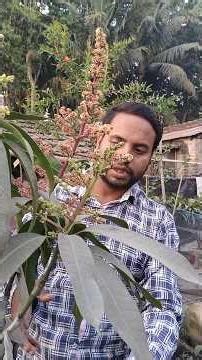 Malti. mango. plan. Miya ji ki. red ivory. banana. free test. R2 V2. bn7 Kasturi mango all Il #all