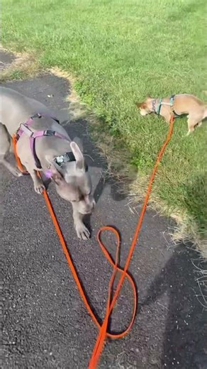 Dog Leash Reactivity (LAT Training Example)