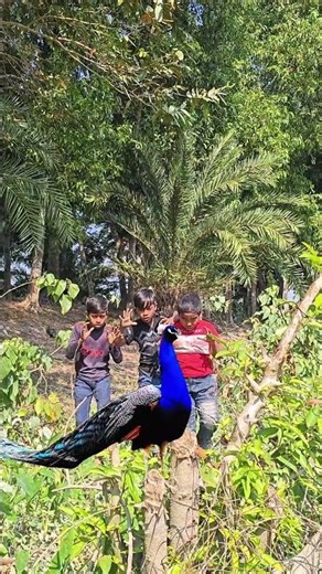 Beautiful Peacock Catching In Jungle Boy#peacock #peacockvideo #hunting #animals #wildlife #peacocks