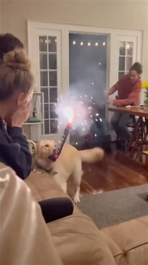 Dog Brings a Firework Inside And Chaos Erupts!