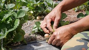 Farmer works on strawberry plantation. Organic farming. Agriculture and agribusiness. Hand sowing and crop care