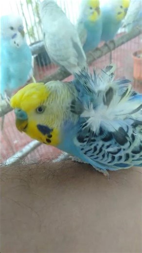 Stunning Rainbow Budgie Close Up