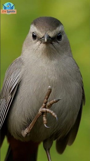 Meet the Gray Catbird! | Sounds, Habits, and More 🐦🌳#GrayCatbird #BirdWatching #shorts