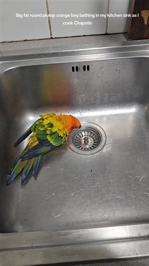 Big fat orange boy in my kitchen sink. #animals #conure #sunconure #parrot #bird