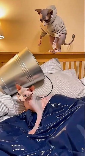 Pajama Cat Pranks Sleeping Sphynx 💦 (Instant Regret) #Shorts