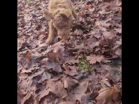 Ambrose, the f2b goldendoodle, had a blast with his big yard exposure!