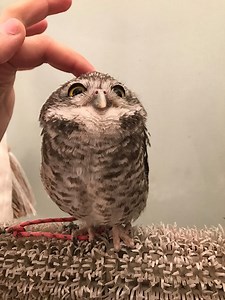 Play with adorable owls at this cafe in Japan 🇯🇵🦉 | Yahoo