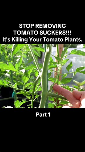 STOP REMOVING TOMATO SUCKERS!!! It's Killing Your Tomato Plants. Part 1 #gardening #planttok #gardeningtips #growyourown #homegarden