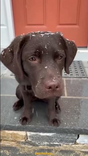 Labrador the sufferer dog of India #petpediaa #labrador