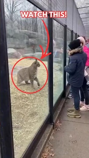 Bobcat Escapes Enclosure at Milwaukee Zoo Caught on Camera!