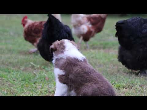 Chocolate sable border collie girl Betsy 6 weeks old