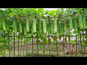 Growing cucumbers this way, I didn't need to buy cucumbers at the market
