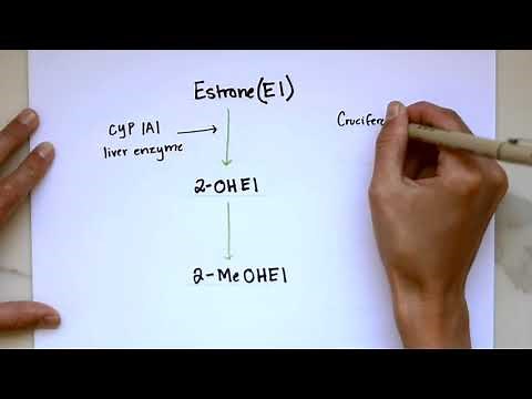Estrogen Metabolism