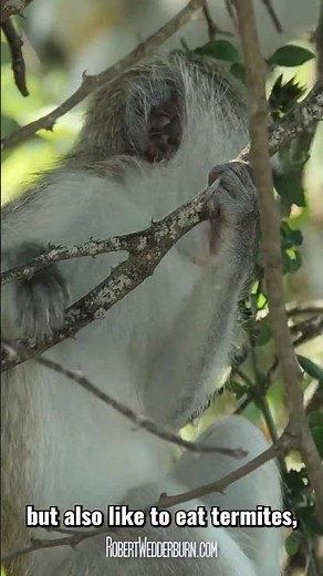 Vervet Monkey - One Minute Wildlife Documentary #shorts #wildlife #monkey #monkeys