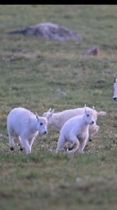 24K views · 1.9K reactions | Jumping for Joy... Mountain Goats on the Absaroka-Beartooth Wilderness... #wildlifeplanet #Wyoming #wildlifephotographer #forest #wilderness #wildlifevideos | T. Lyn Neufeld Photography | Facebook