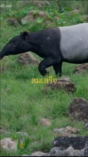 สัตว์สงวนในประเทศไทยมี 21 ชนิดแต่ผมเอามาให้ดูแค่นี้นะครับ🙏 #สัตว์ป่าสงวน