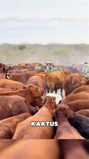 Warum verbrennen sie Kakteen? #tiere #shorts