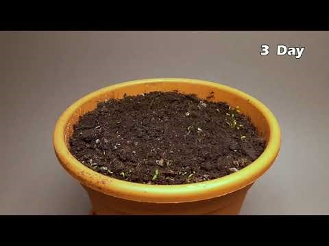 Beautiful Time lapse compilation in 3 mins PART 2 (2160p) #patelislive #timelapse