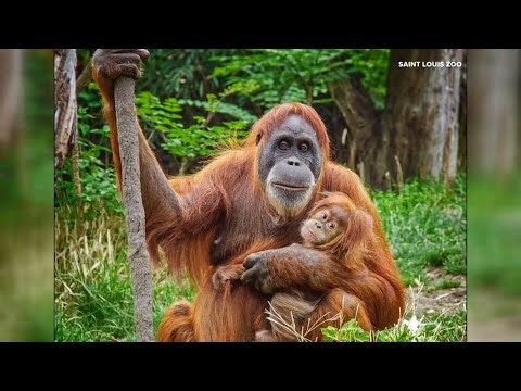 Saint Louis Zoo's Orangutan Merah dies at 57