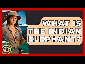 What Is The Indian Elephant? - The Wild Life Explorer