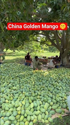 🥭 JUICY ALPHONSO MANGOES: The King of Mangoes! 👑JAPANESE MANGO: A Sweet and Unique Variety! 🍊