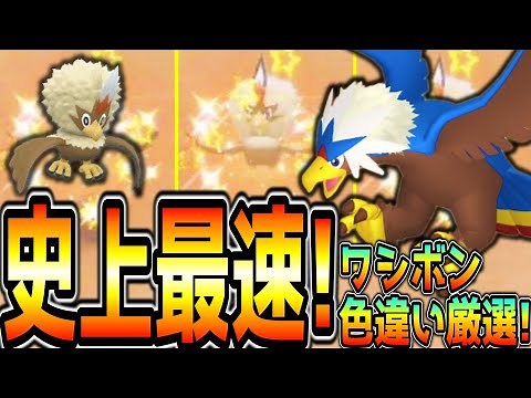 最新最速！ワシボン・ウォーグル色違い厳選方法！【ポケモンSV】