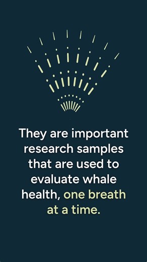 “Blow sampling,” which researchers affectionately describe as “catching whale kisses,” is a minimally invasive way of collecting breath samples from whales as they exhale through their blowholes. The tiny droplets in these samples can have a mighty impact, expanding our understanding of these marine mammals—and how we can help them. With support from AWI, researchers from the Center of Drone Excellence (CODEX) at the Marine Mammal Institute - Oregon State University are partnering with the Geosp