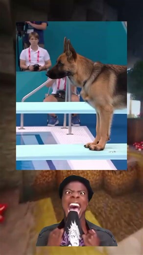 Dogs jumping into the pool 🐶#reels #shorts #dogs #dog #water