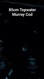 My biggest Murray Cod on a surface Lure. #murraycod #codfishing #surfacelures #fishing | Robbie Alexander Photography and Fishing