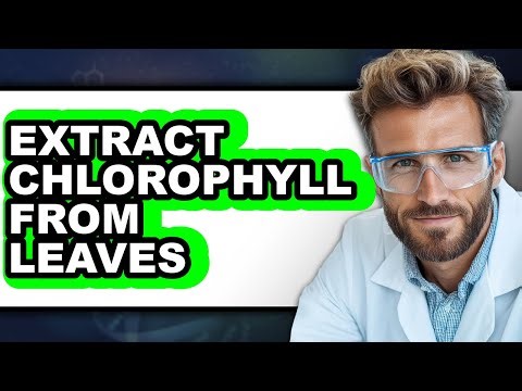 How to Extract Chlorophyll from Leaves (UPDATED)