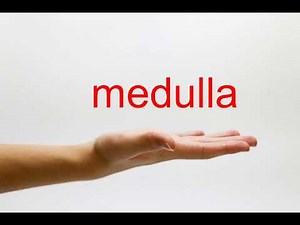 How to Pronounce medulla - American English