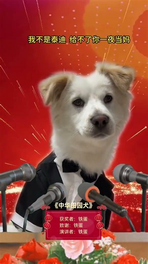 Meet Tie Dan, the Voice of the Chinese Village Dog