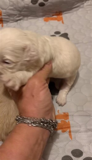 2 weeks old Cockapoo puppies Early handling and desensitization is very important. #cockapoo #puppiesforsaleonfacebook #doodlelove #doodle #doodlepuppy #doodleforsale #doodlepuppies #puppiesforsaleonfacebook #cockapoopuppy #cockapoolove #cockapooclub #CockapooForSale #cockapooinflorida #cockapoopuppies #puppylovers #puppy #puppylove #doodlebreeder #doodlelovers #doodlesoftheworld #cockapoopuppies #puppyoftheday #puppylife #puppy #puppylover #puppyadoption #puppies #puppiesforall #puppiesofFacebo