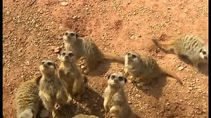 49K views · 615 reactions | A new wildlife park has opened on the site of a former zoo in the Staffordshire Moorlands, a year after it went into administration. Blackbrook Zoo, near Leek, has been renamed the Peak Wildlife Park. Joan Cummins reports. | BBC Birmingham | Facebook