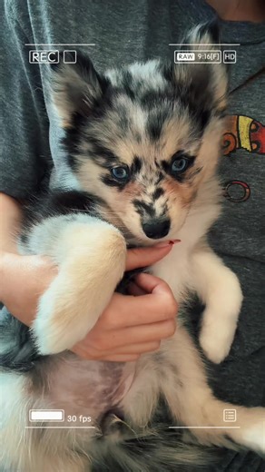 The Best Morning Snuggles with Blue Eyed Puppies