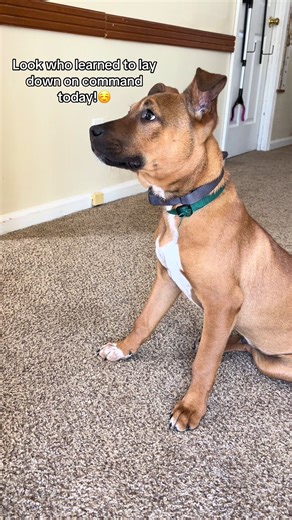He’s such a good boy, when he wants to be😅 #chaos #boxador #dogtraining #puppytraining #rescuepup