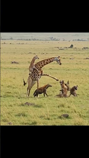 Unbelievable Power Watch a Giraffe Kick a Hyena in a Brutal Battle!