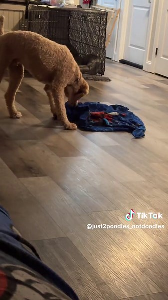 Ripken loves playing with his ball in a blanket #playtime 🐩 #poodlesofinstagram #poodle #poodles #notdoodle #notdoodles #standardpoodle #standardpoodles #standardpoodlesofinstagram🐩 #dogs #dog #poodlesoftiktok #poodlesofficialt #imcute #imcuteasf #dogsoftiktok #dogsoftiktokviral #poodlesoftikt #poodlesofpetsagram #groomingpoodle #groomers #groomingdog #haircut #wash #pose #facebook #poodlesoffacebook #dogsoffacebook #ball #ripken