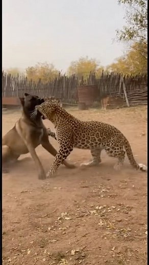Leopard vs Dog: The Wild Backyard Fight Caught on Camera!