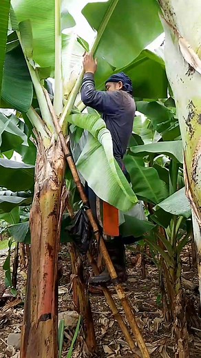 399K views · 2.9K reactions | Number one na Pinaka importanti Ang budbag sa saging #tips #tutorial #Informative | Zacjian Vlog | Facebook