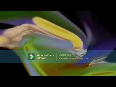 Lost Tape of The Wiggles (Widescreen)