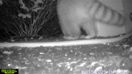 Need to know how to catch a raccoon? | All Seasons Wildlife Removal