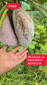 3 Test Mango 🥭 #mango #test | MK Gardening and Farming