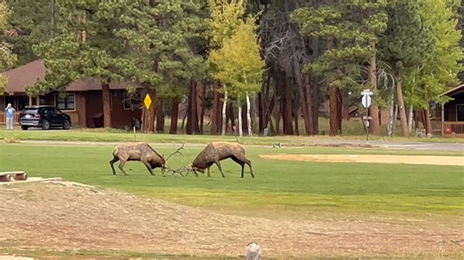 🦌🍁 Respect the Rut: Stay Safe, Keep Wildlife Wild 🍁🦌 The elk rut is one of the most breathtaking experiences in Estes Park. The bugle of a bull elk echoing through the mountains… the golden leaves glowing in the evening sun… it’s nature at its most powerful. 🌄 But here’s the truth: elk during rut are not just “posing for pictures.” Bulls are on high alert — protecting their cows, challenging rivals, and ready to charge if they feel threatened. That’s why it’s so important to give them space