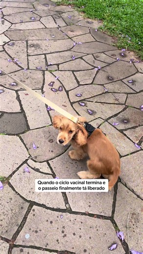 Ciclo Vacinal do Cocker Spaniel: Quando Passeio Liberado