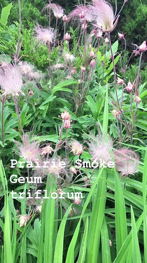 Prairie smoke (Geum triflorum) adds interest to a garden bed from early spring through to fall. This perennial wildflower is native to North American prairies. It gets its name from the long, wispy, feather-like achenes (seed heads) that develop during the summer. With their pinkish shades, they create an impression of puffs of smoke remaining on the plant for several weeks. The small, pink, bud-like flowers may not be as impressive as the achenes, but they still add a splash of color to the gar