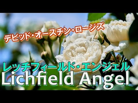 【品種紹介】レッチフィールド・エンジェル（イングリッシュローズ）
